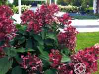 Гортензия вимс ред