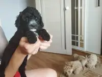Продается пудель с черными кудрями