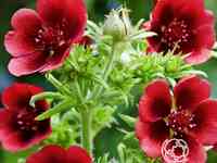 Лапчатка травянистая Монарх Вельвет