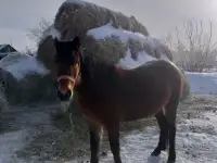 Продам лошадей, фотография 6