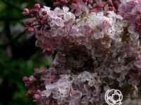 Сирень мулатка