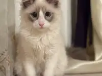 Котенок в прадаже, фотография 4