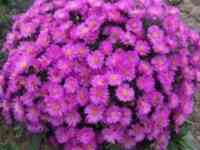 Цветы Астра новобельгийская., фотография 2