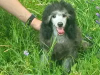 Породистые щенки малого и миниатюрного  карликового пуделя, фотография 6