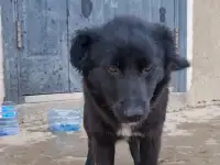 Дашка ищет дом. Доставлю!, фотография 6