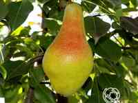 Груша яковлевская