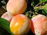 Слива яхонтовая