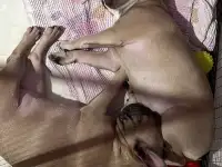 В продаже шикарные девочки французского бульдога, фотография 2