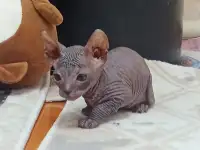 Очень ласковая кошечка сфинкс, ждёт своих хозяев!!!, фотография 2
