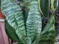 Продам Сансевиерию, фотография 2