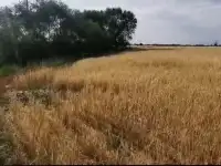 Продам участок Пром назначения, Карасайский р-он, фотография 3