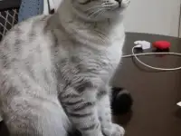 Пропал кот, фотография 3