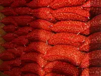 Севок разных сортов, фотография 2