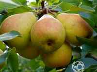 Груша ровесница