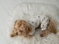 Производитель одежды и аксессуаров для животных TM Dogs Bomba приглашает к сотрудничеству, фотография 3