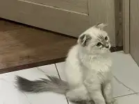 Продаю Кошку 5-6 месячную в добрые руки, фотография 4