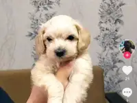 Продажа мальтипу, фотография 4