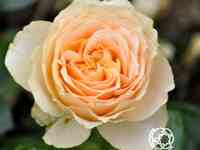 Роза генриетта барнетт, харкнесс