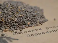 Семена ели голубой.Кк шырша тымдары, фотография 3