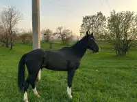 Срочно продам, фотография 3