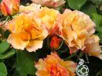 Роза текила флорибунда, топалович