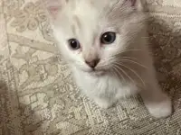 Отдам котят в хорошие руки, фотография 12