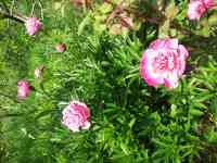 Плодовый сад, КХ, фотография 9