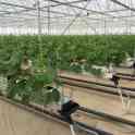 Тепличный комплекс ведёт набор сотрудников на постоянную работу, фотография 2
