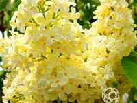 Сирень примроуз