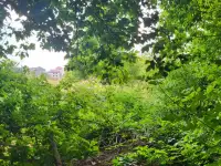 Продаем земельный участок  1 гектар возле поселка Джандосова, фотография 3