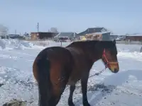 Продам лошадей, фотография 7