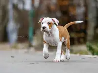 Американский стаффордширский терьер щенки продажа, фотография 2