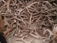 Куплю сухие рога марала и лося, фотография 2