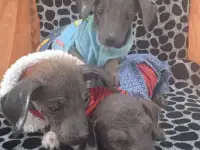 Продам щенков ксоло, фотография 3