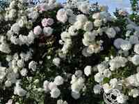 Роза аляска, топалович