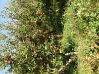 Плодовый сад, КХ, фотография 2