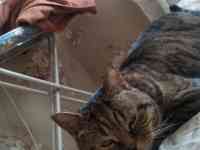 Отдам британца, фотография 2