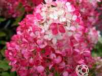 Гортензия даймонд руж