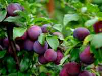 Саженцы алычи