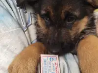 Щенки 100 немецкой овчарки, фотография 10