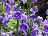 Колокольчик персиколистный ля белль блю