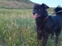 Передержка животных, фотография 3