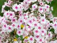 Флокс пирамидальный Дельта