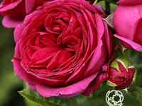 Роза софи луиза чайно-гибридная, тантау