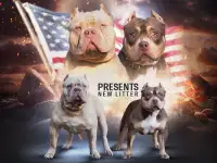 Американский булли, фотография 2