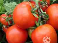 Семена Томат Спиридоновский 20шт