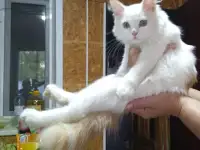 Отдам котенка мальчика в добрые руки, фотография 2