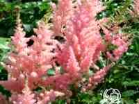 Астильба арендса Элизабет Блум