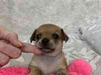 Чистопородные щенки чихуахуа, фотография 7
