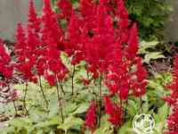 Астильба арендса Фанал